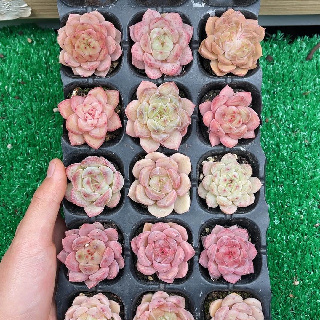 多肉一物一拍11-117