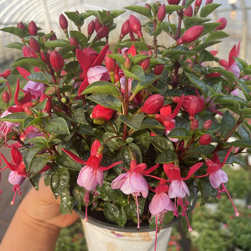 灯笼花盆栽藤本爬藤好养耐阴花卉植物蔓性风铃花颜值庭院四季开花