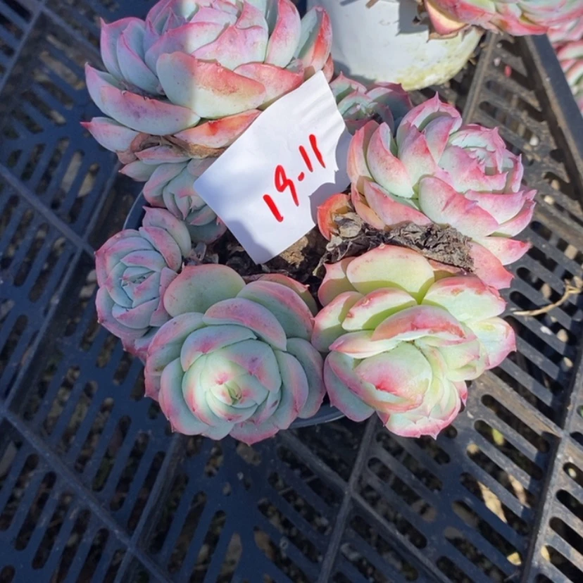 【闪购商品】y****r多肉植物