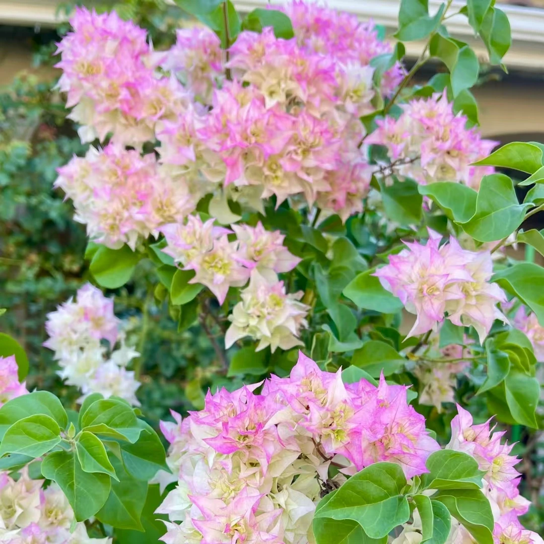 三角梅 盆栽爆花耐旱好养 云南鲜花绿植