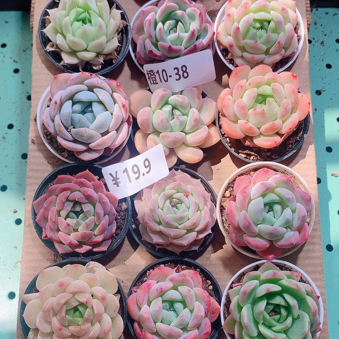 10-38一物一拍带盆18颗