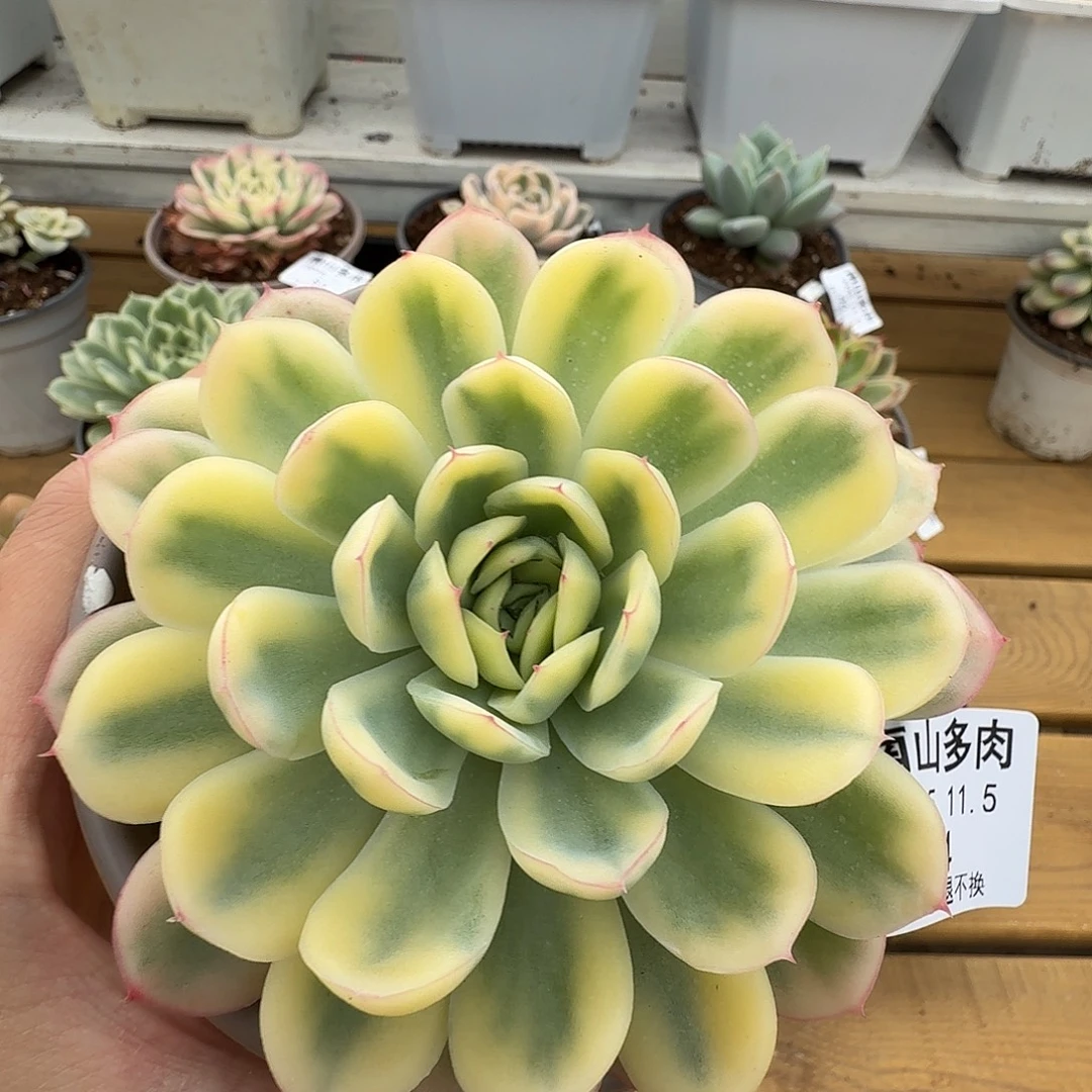 草莓冰锦1111105-44