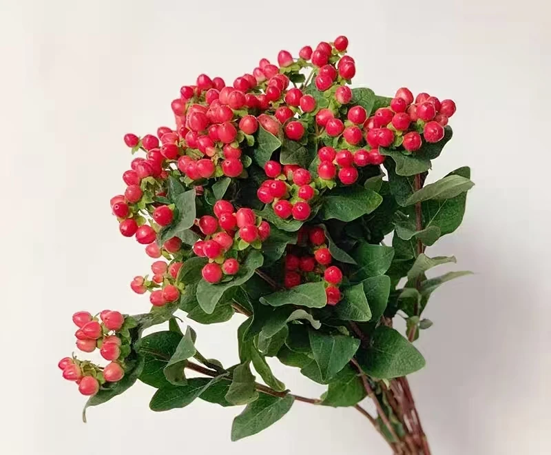 【万紫专属】红豆1扎