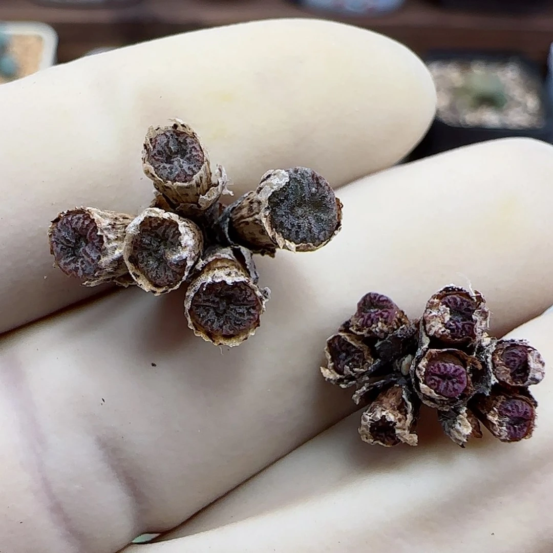 831红珊瑚小型种