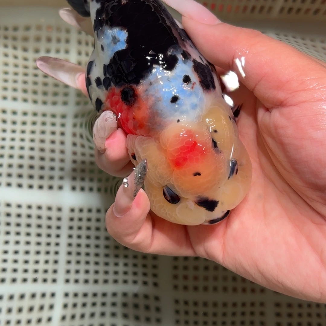 茉***.金鱼拍包装包邮，不该包装运费到付