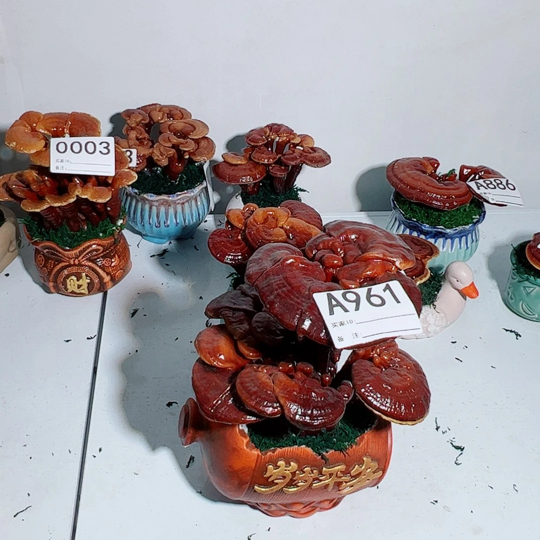 无花朵灵芝盆景961