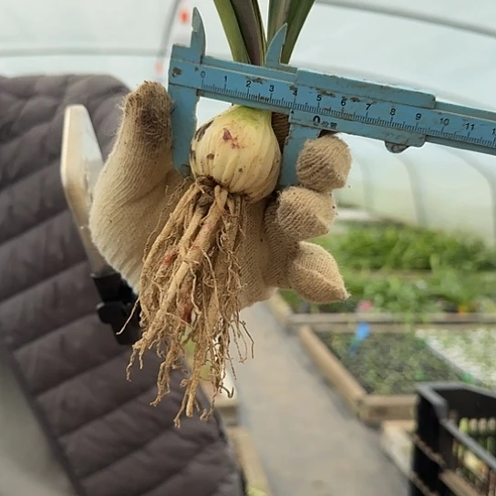 安吉拉4厘米 开花包对版