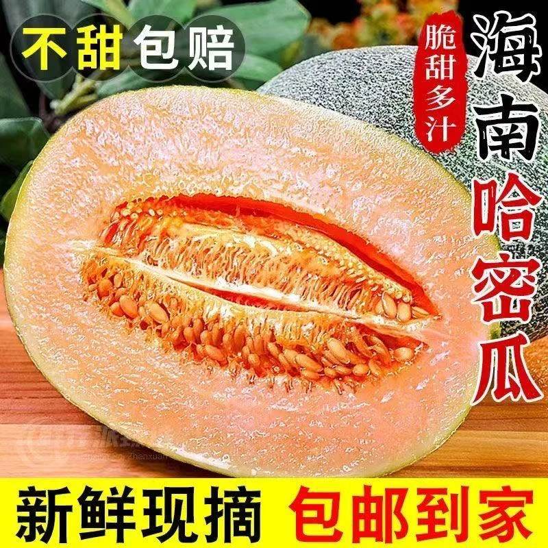 海南哈密瓜产地直发新鲜现发