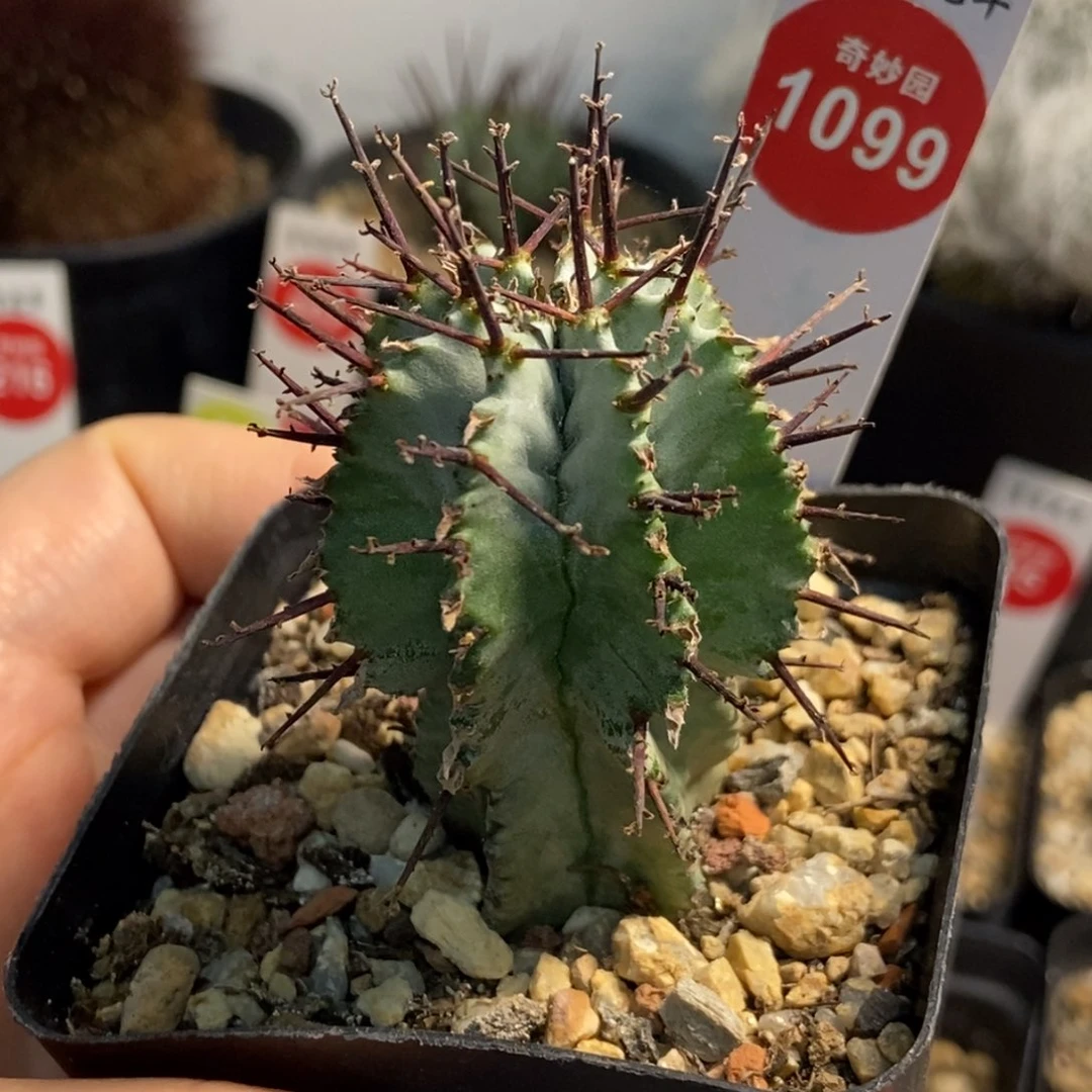 实生强刺白肌魁伟玉
