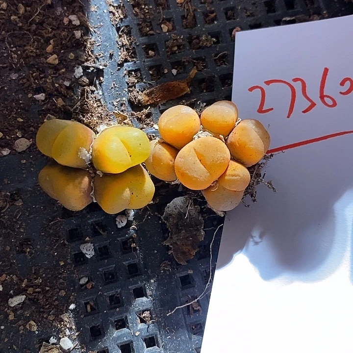 27360。 一组。