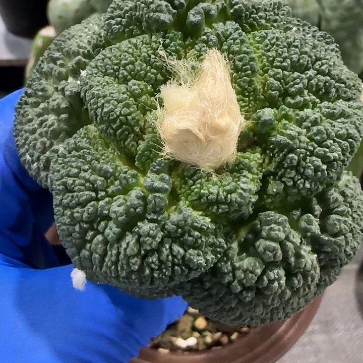 超大尤颗粒尤哥斯拉688