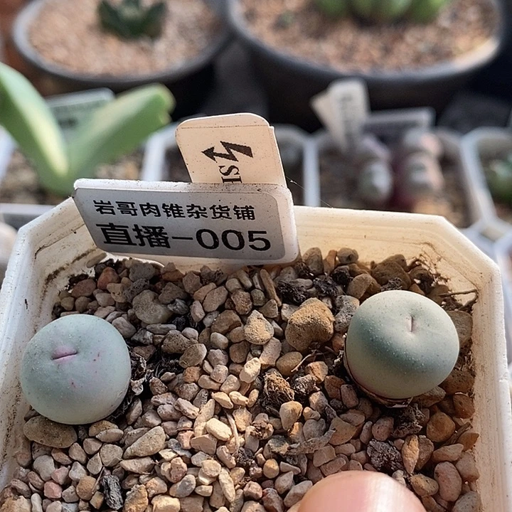 刺猬种源433V嘴一颗