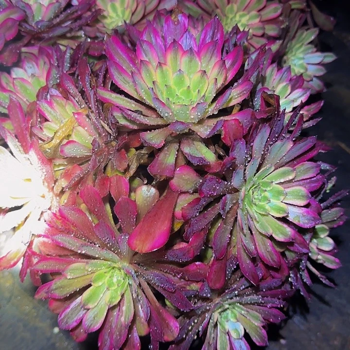 红胭脂捧花亏本福利