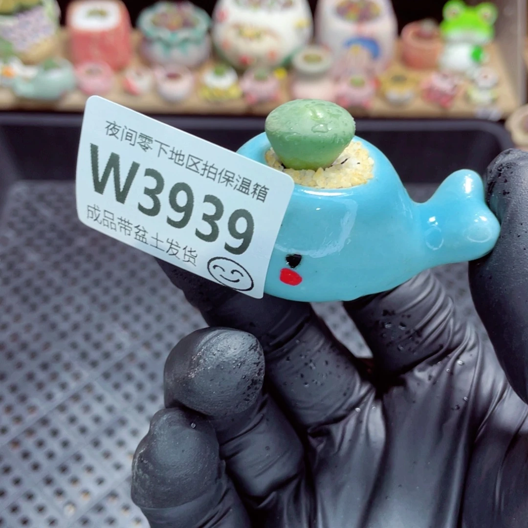夜间零下地区拍保温箱w3939