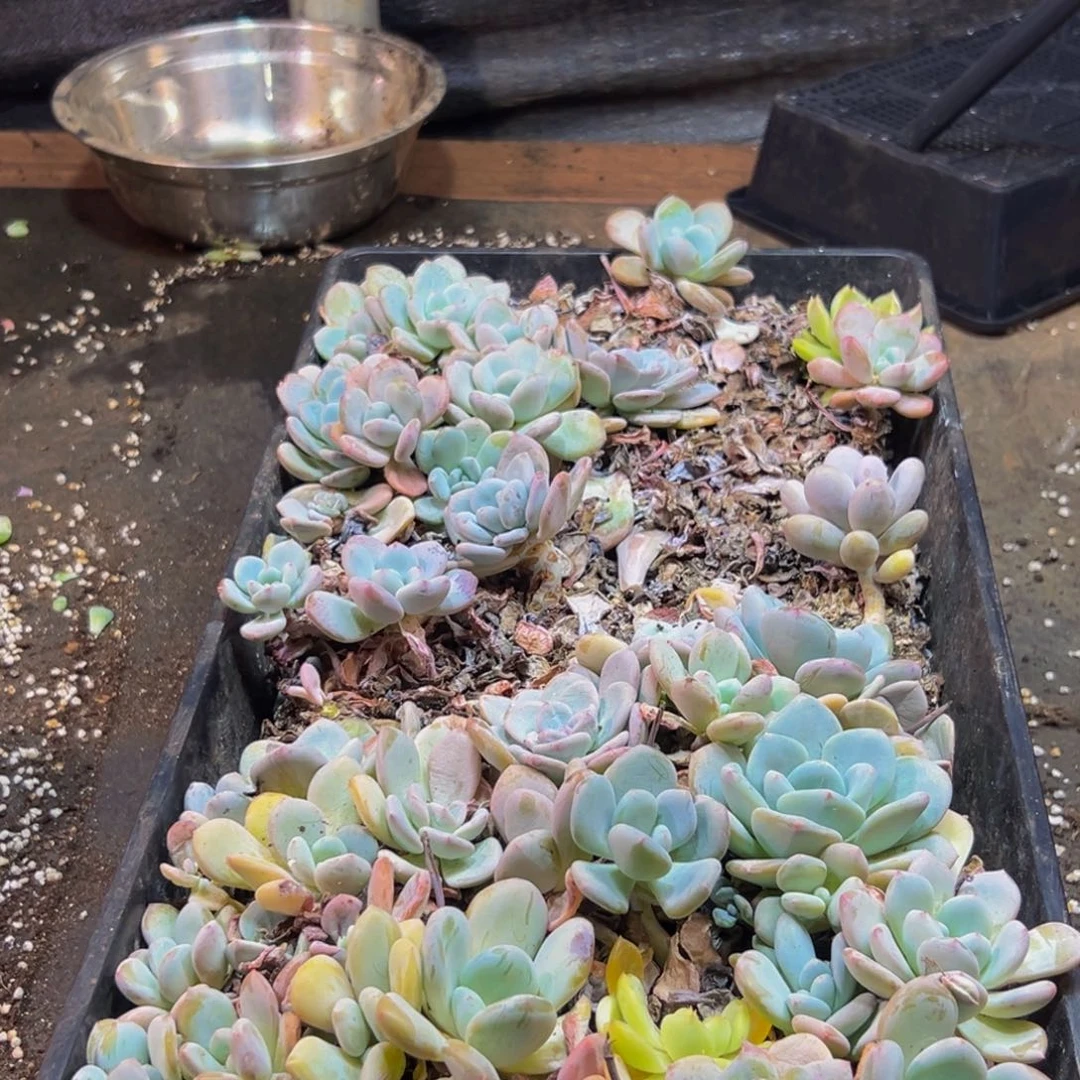 277多肉的小龙虾和一个脱土