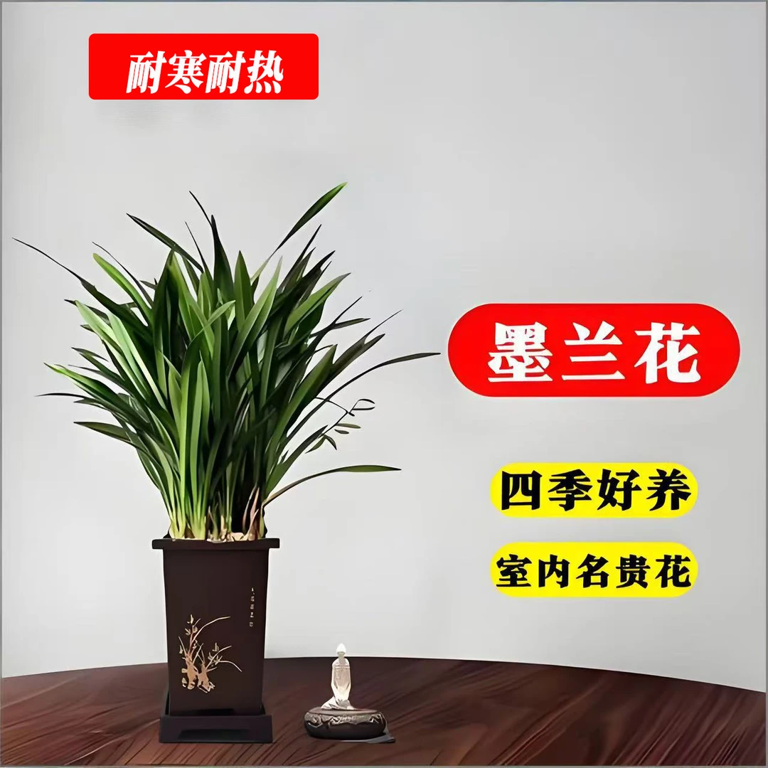 精品墨兰企黑室内四季常绿花卉盆栽适合客厅办公室摆放高级感兰花