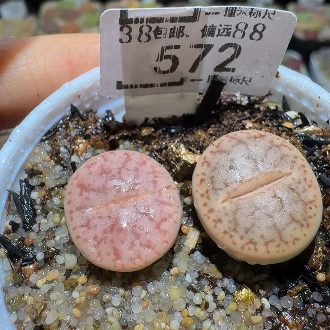 Ssss精品生石花572
