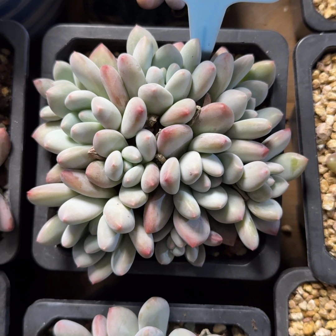 特价香水111111111111111