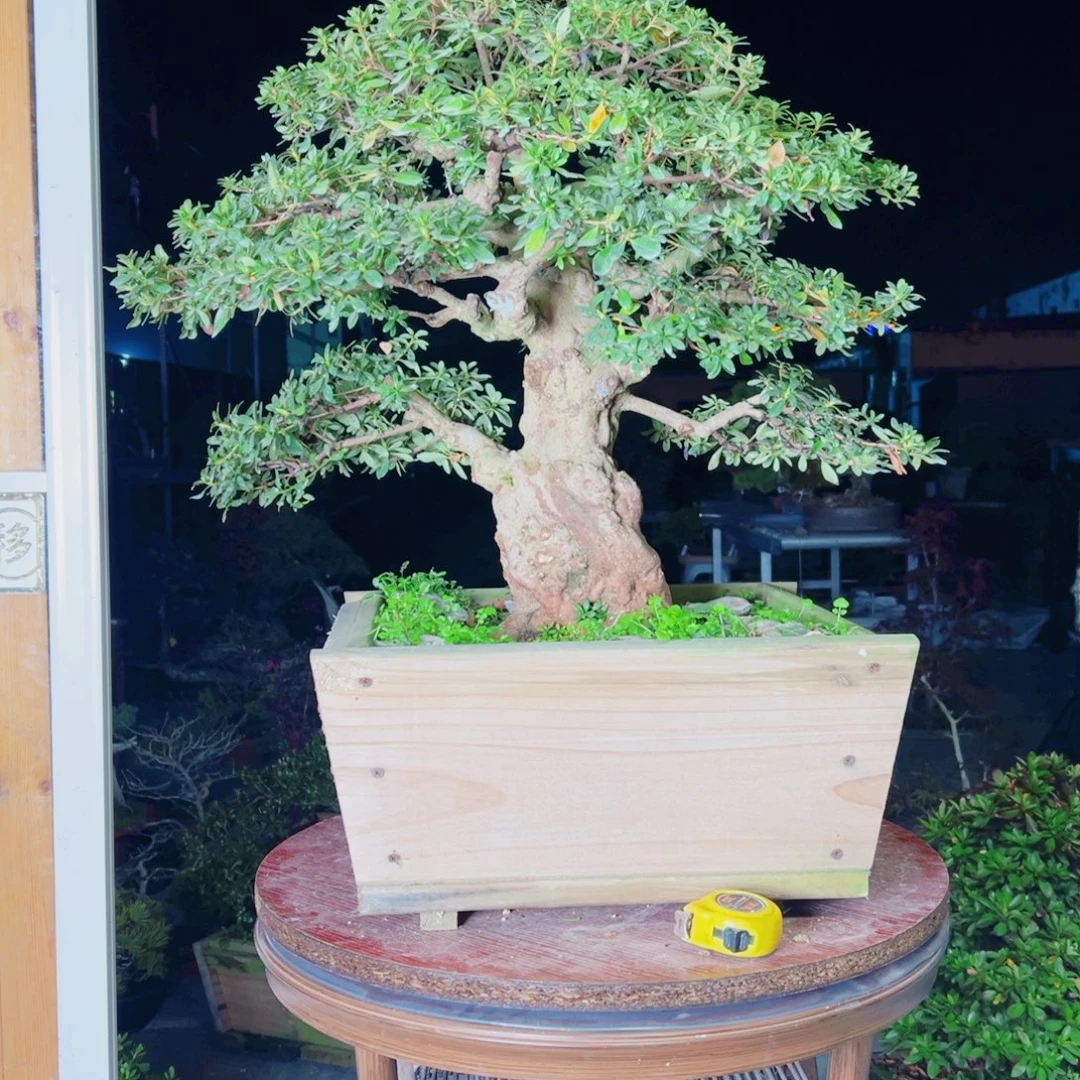 用***8完全开放杜鹃花的诗