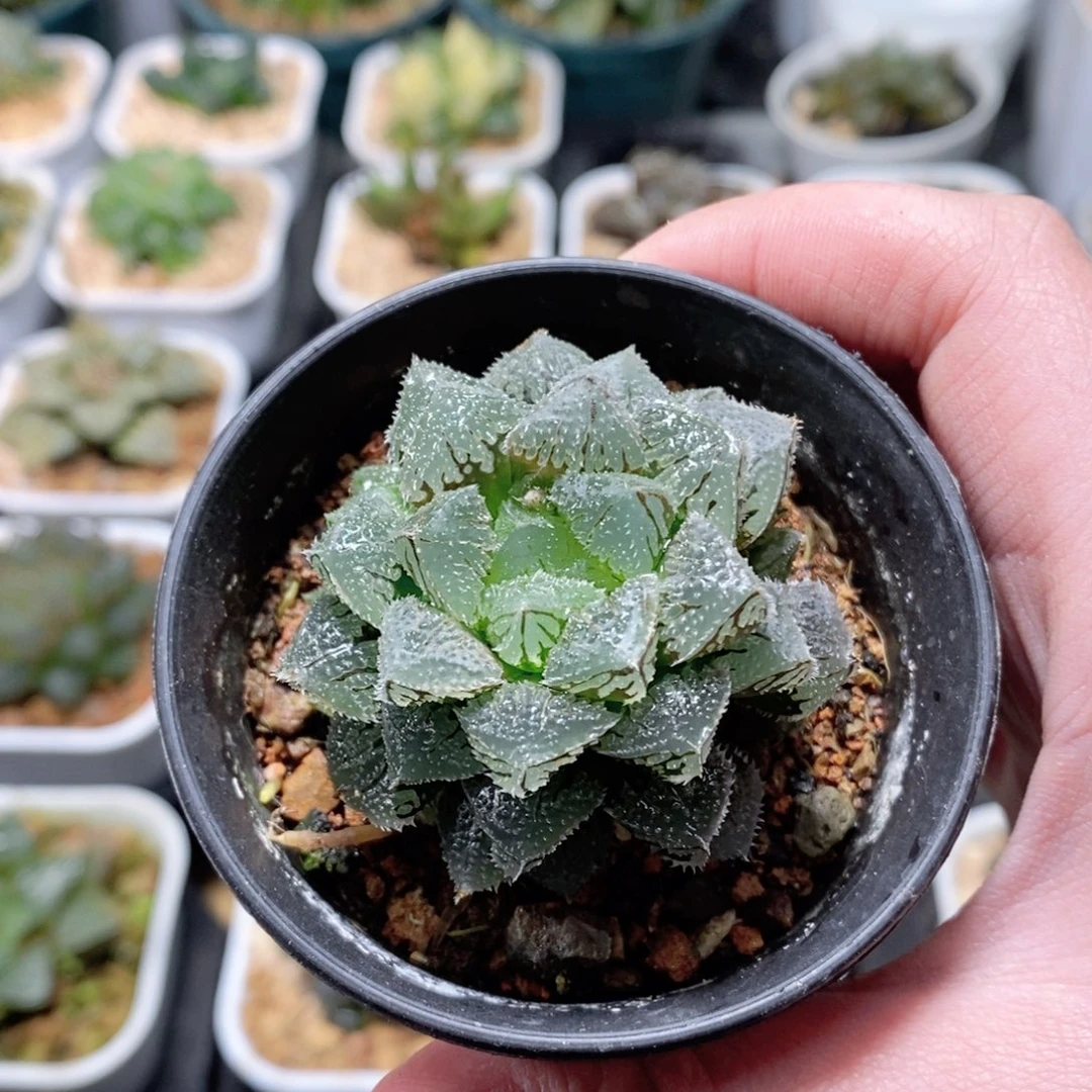 魔刺寿玉露多肉植物