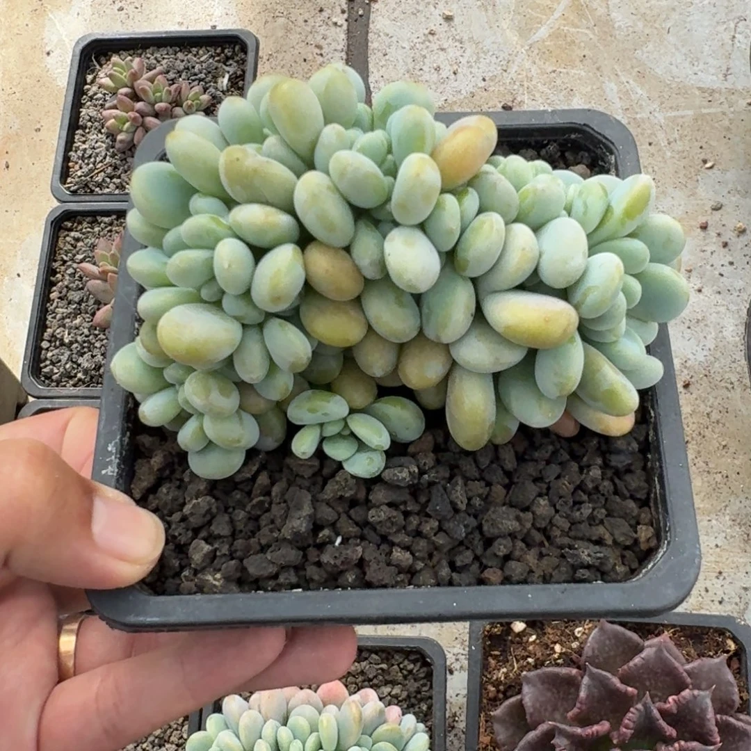 洛神 缀化 一物一拍