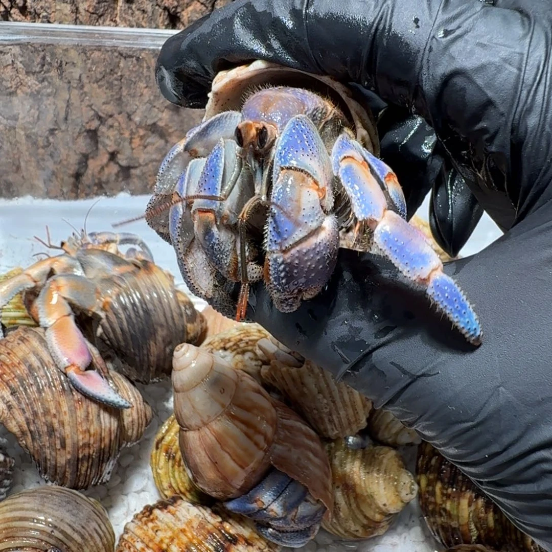 7号直播间挑选2.7