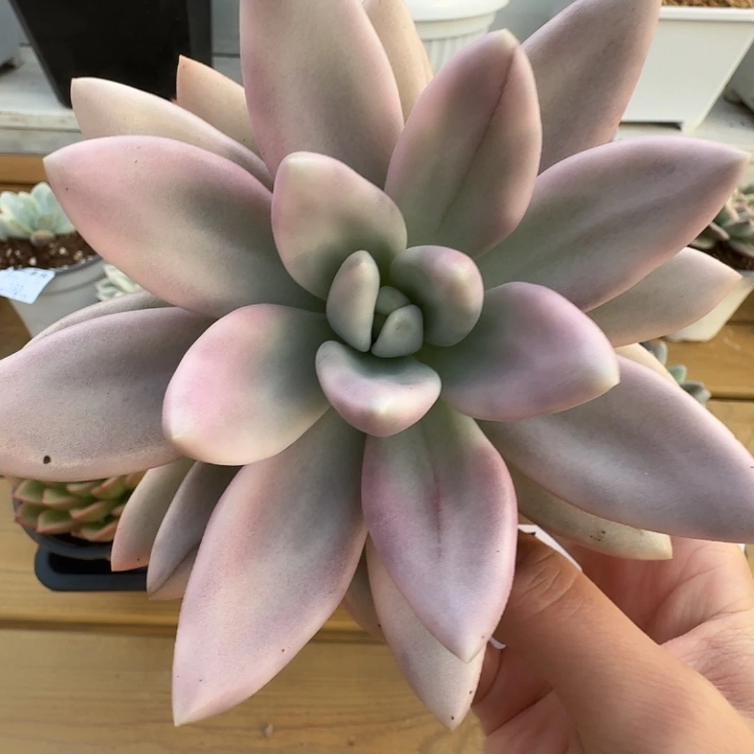 桃花源锦111123-10