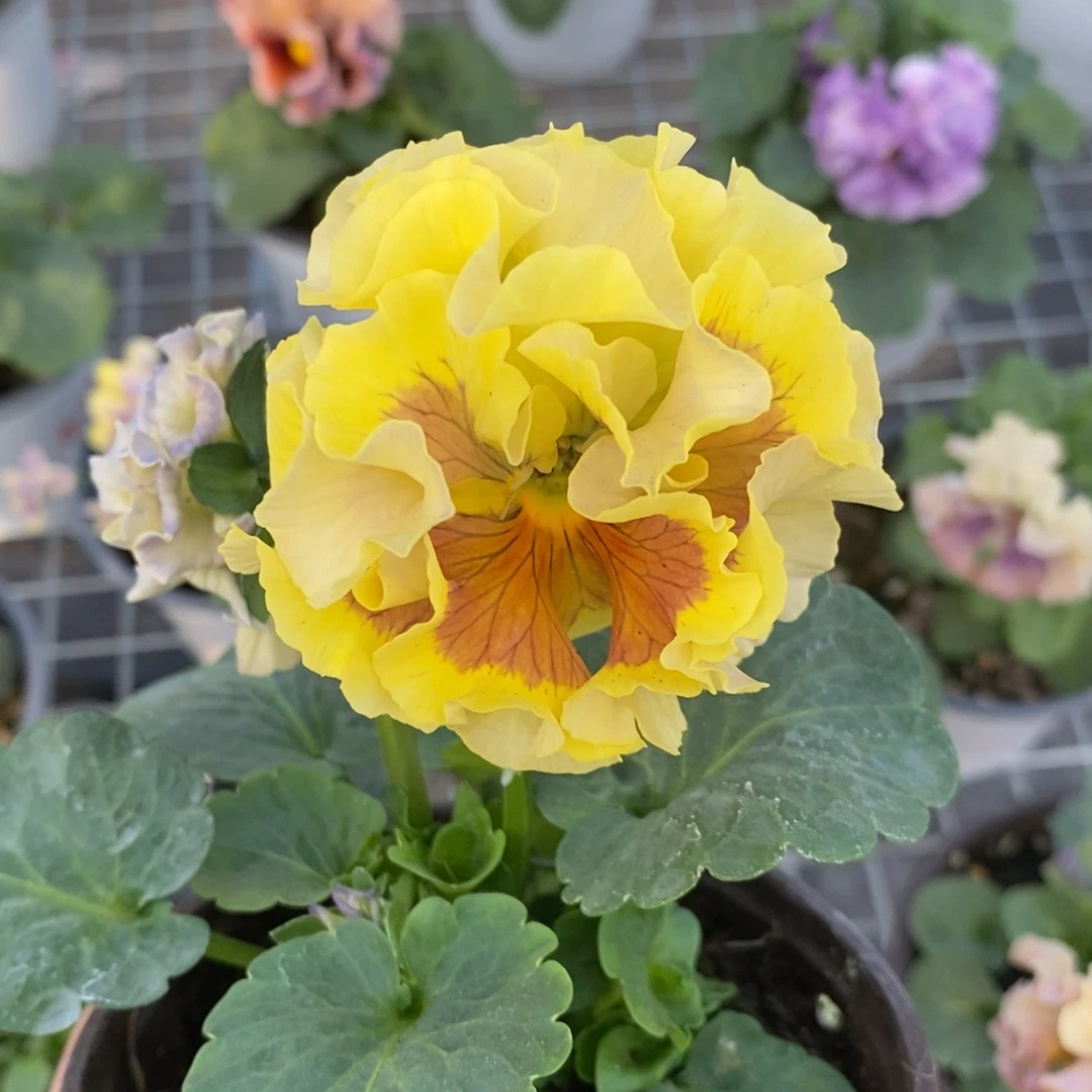 完全开放36号。 角堇