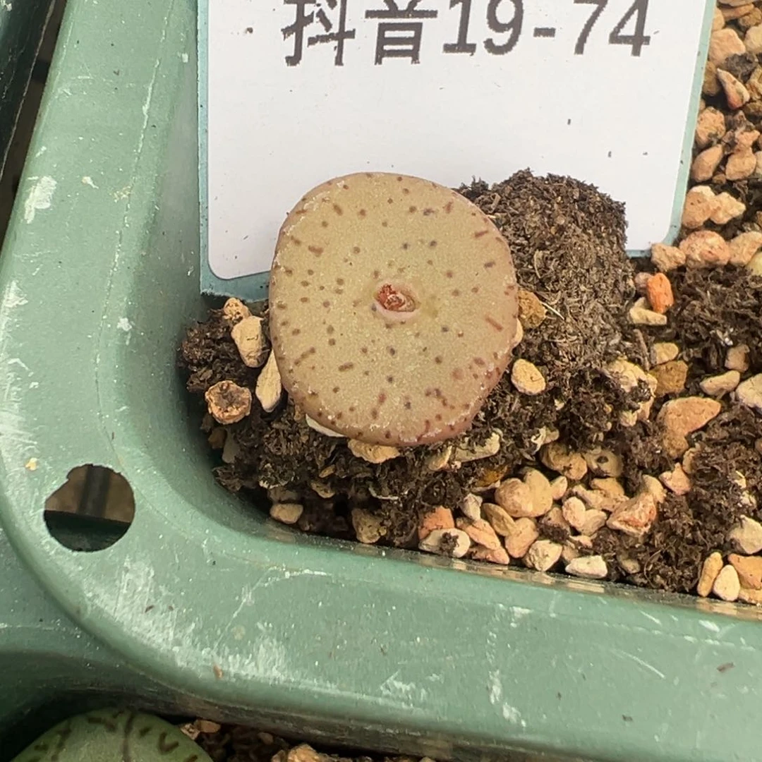 19-74量拍荷叶安贞一颗