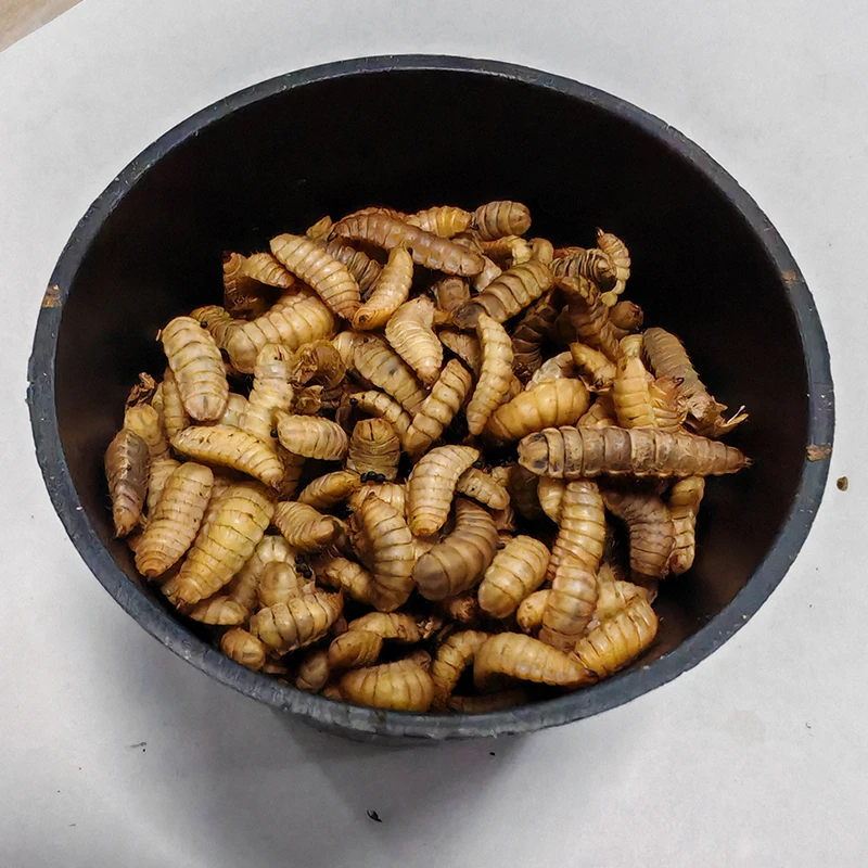 鲜活蛋白虫 虫活体活饵喂鱼饵拉饵鲫鱼野钓饵料钓鱼蚯蚓鱼饵爆护