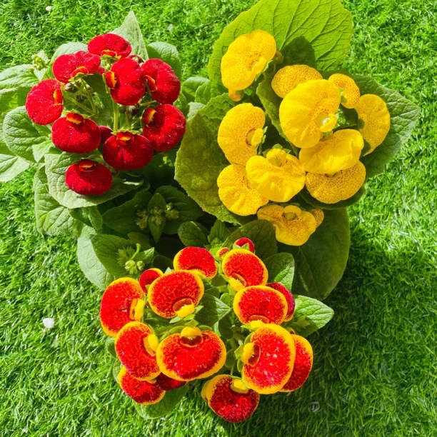 【三盆更划算】荷包花蒲包花鸡蛋花盆栽室内外四季开花带花苞发货