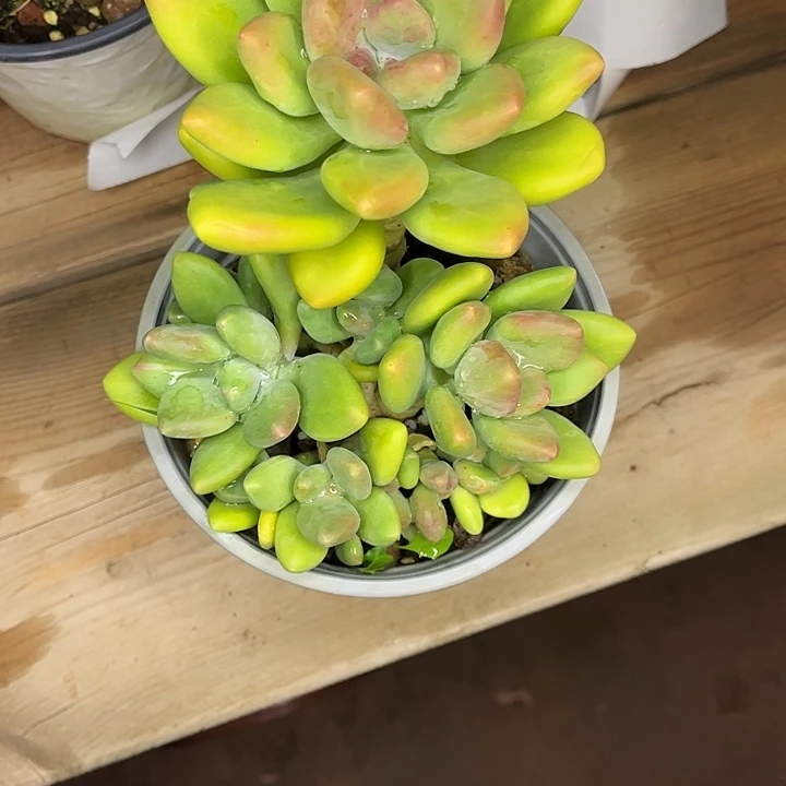 玩***泥芒果奶群，一物一拍