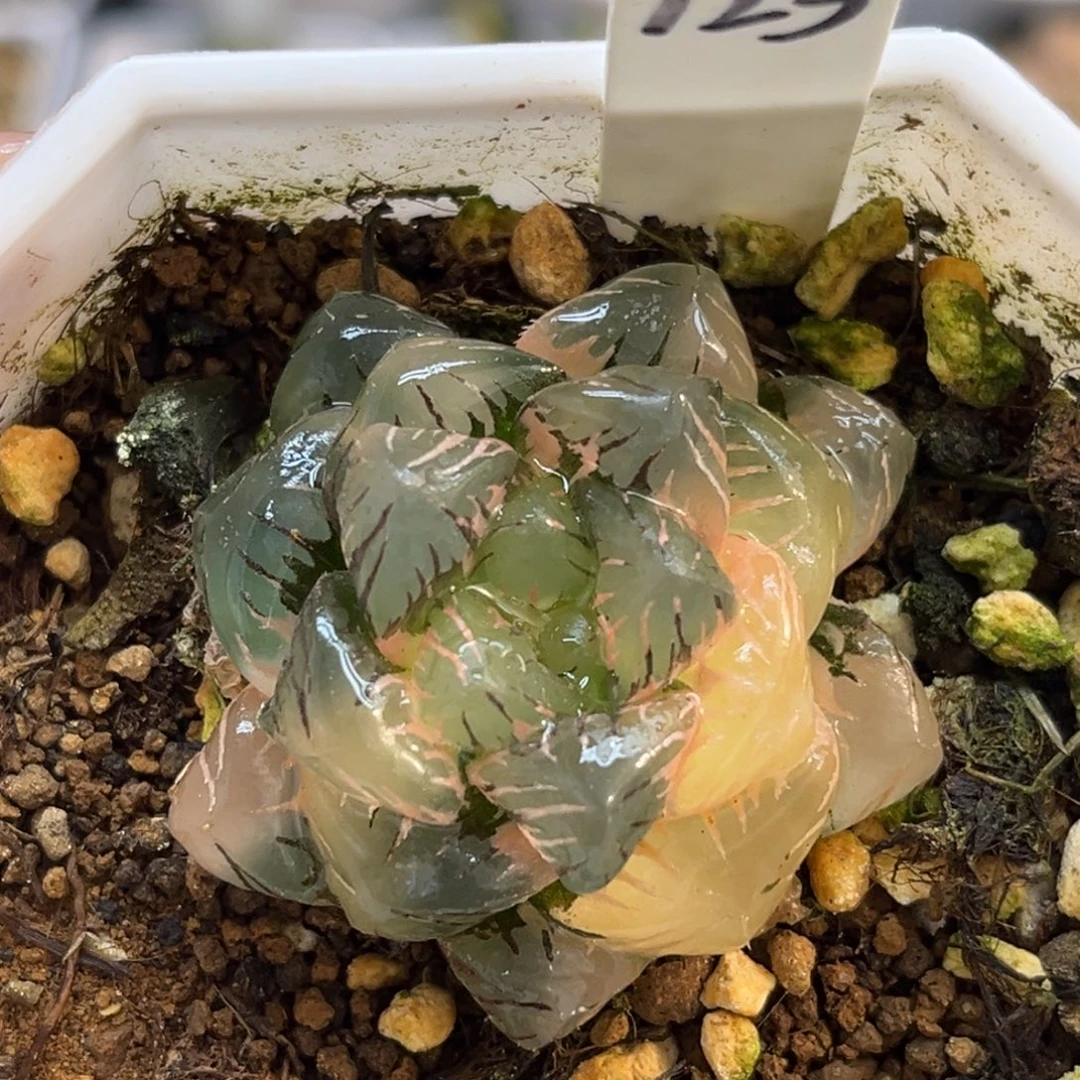 123OB冰灯玉露锦福利专场