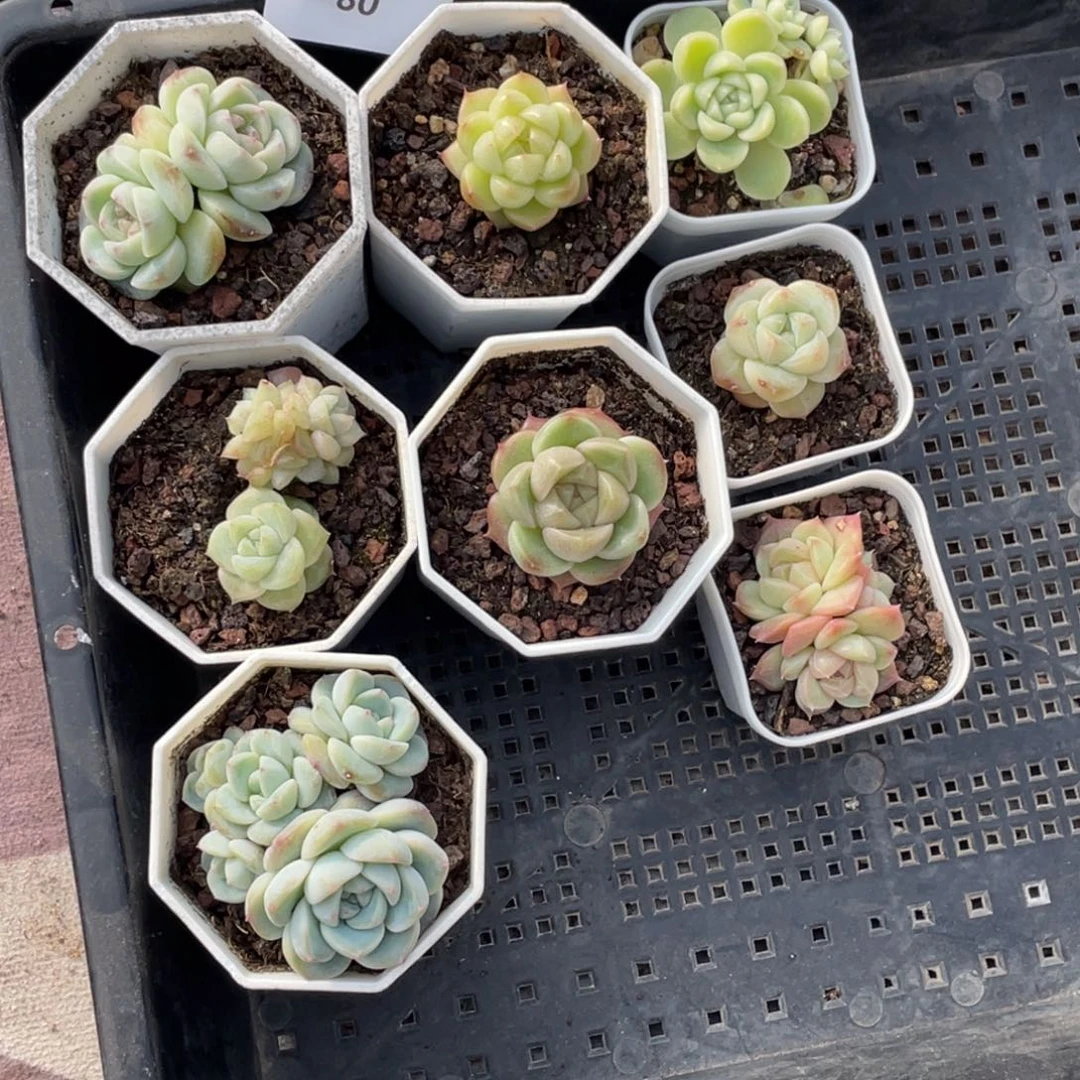 棉***橘80号糖心冰心珍妮8