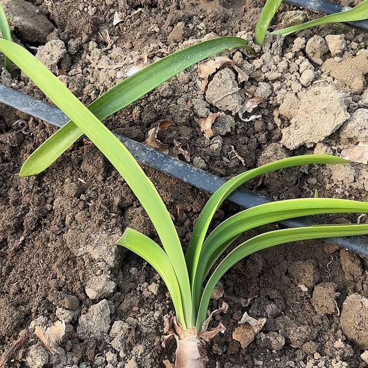 朦*汤姆七厘米包对版有标