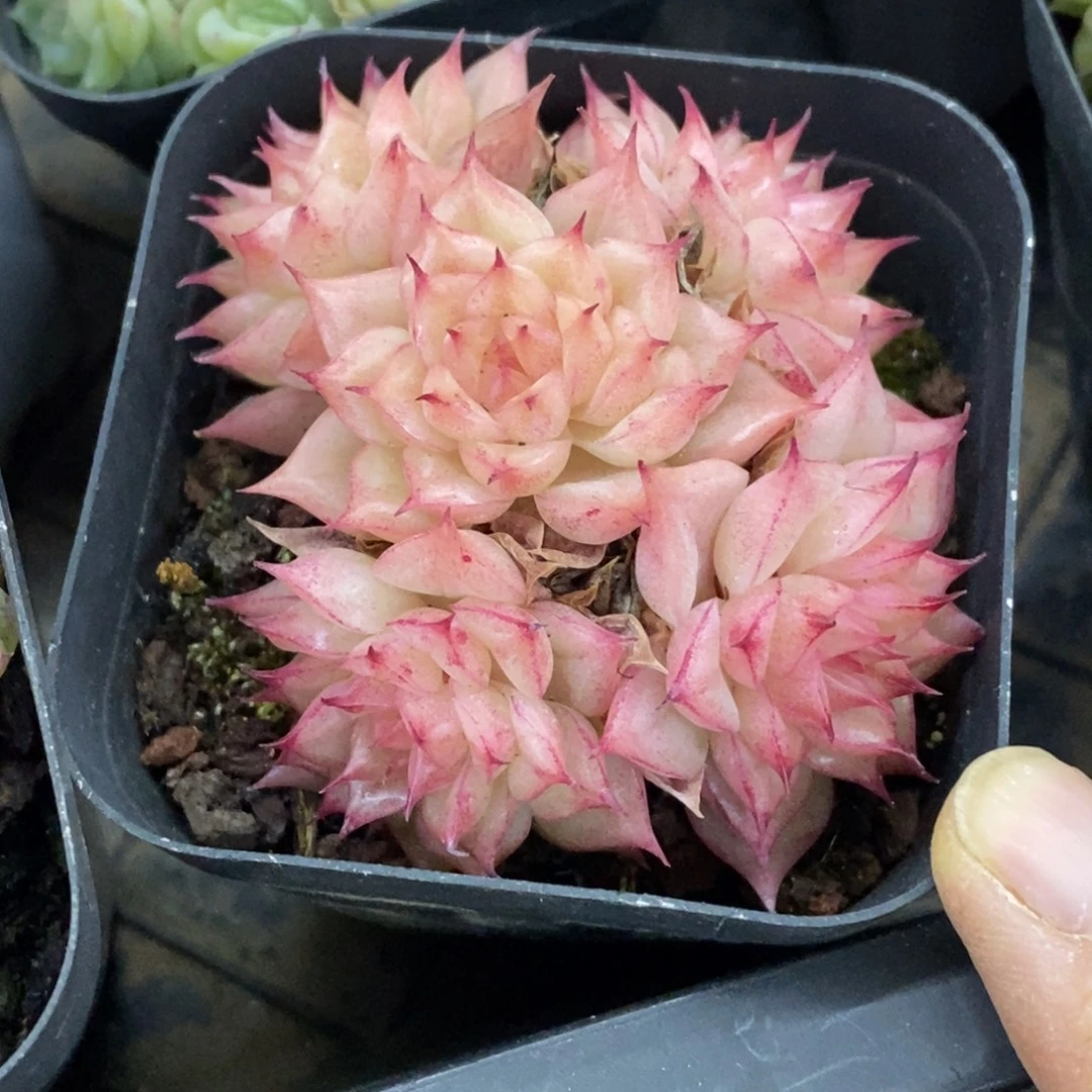 精品多肉一物一拍不包整357