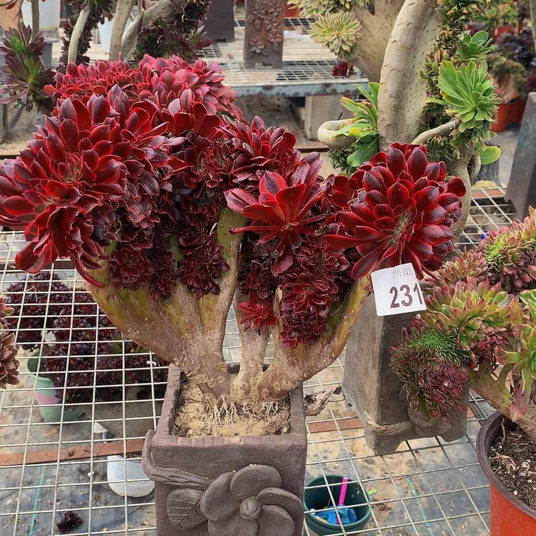 231美杜莎缀化一颗