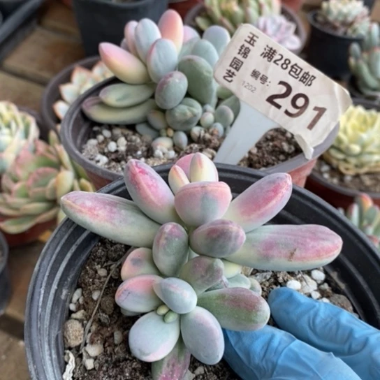 291一一一一一一一一一