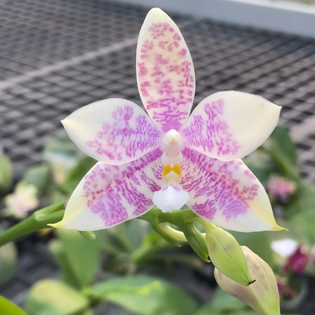 完全开放21号开花株，有烂根