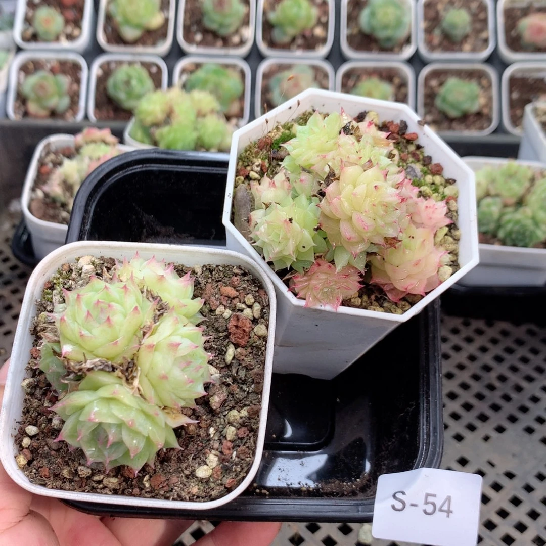 无花朵S54英语英语