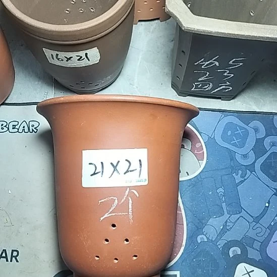 大红金钟两个花盆