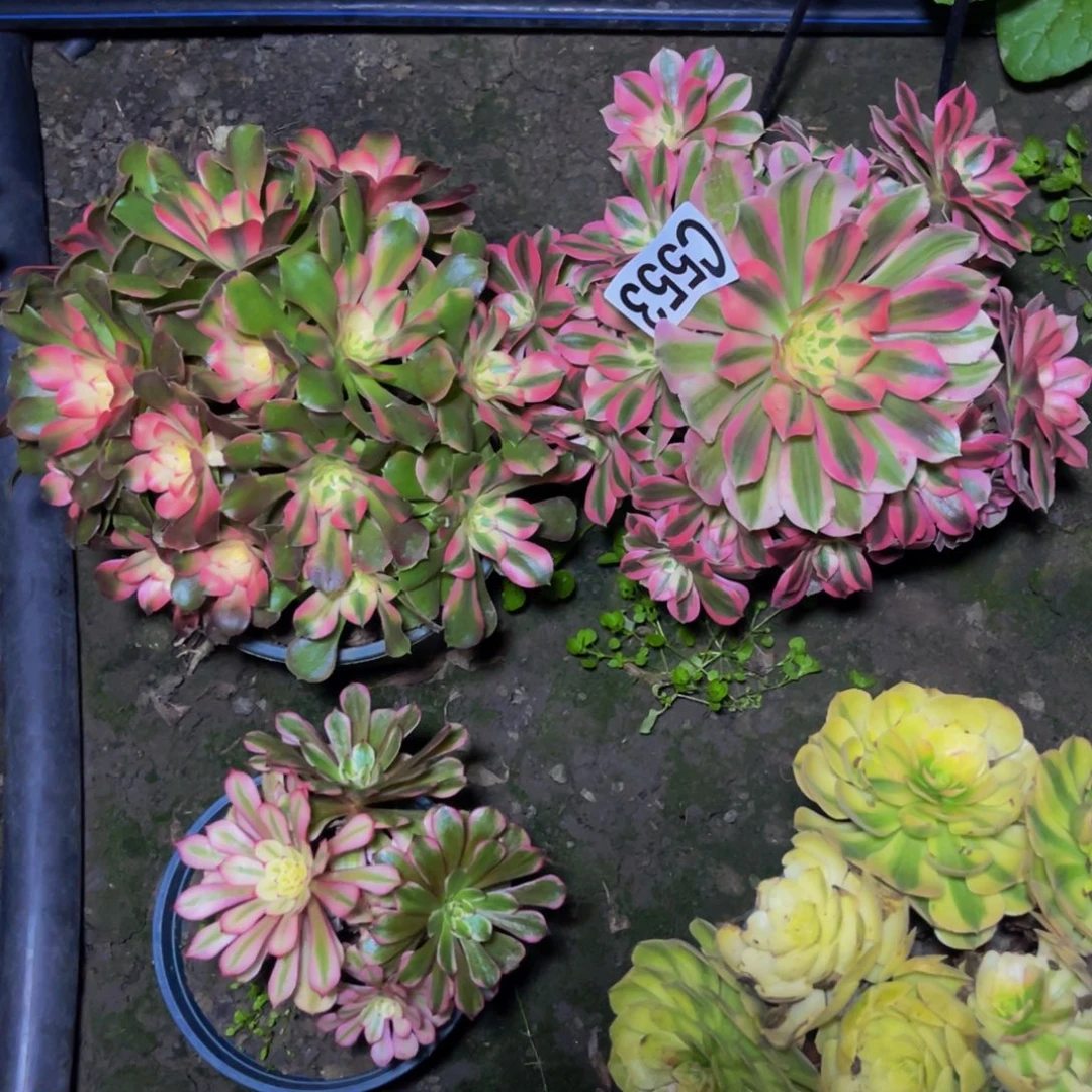 两盆法师28////39包邮