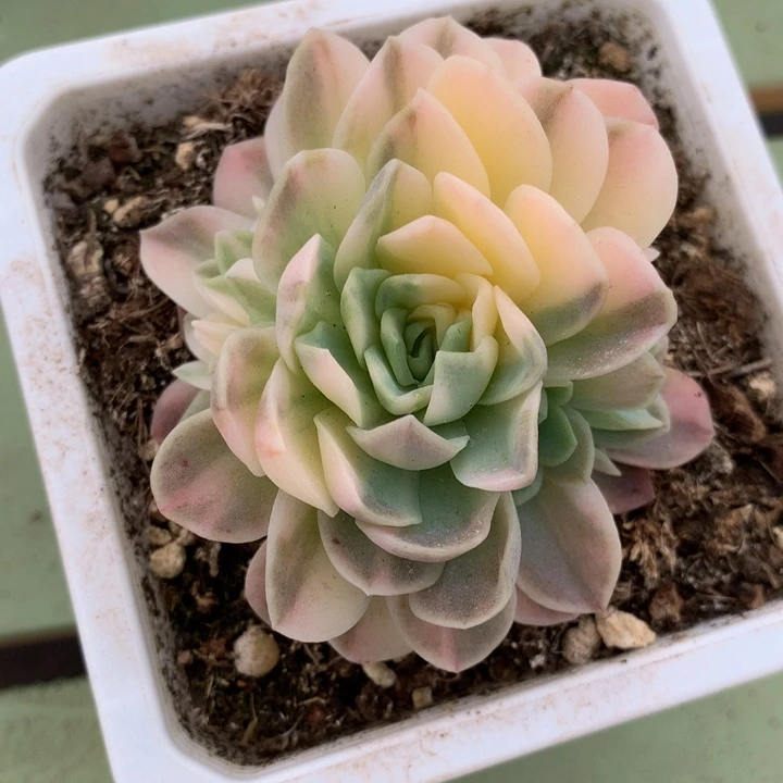 冰梅锦捧花锦上园艺一物一拍