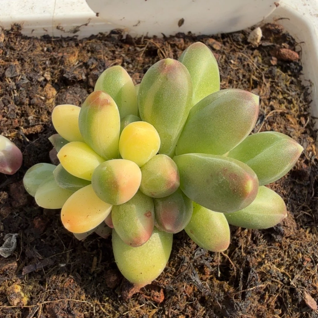 千代田锦，锦上园艺一物一拍