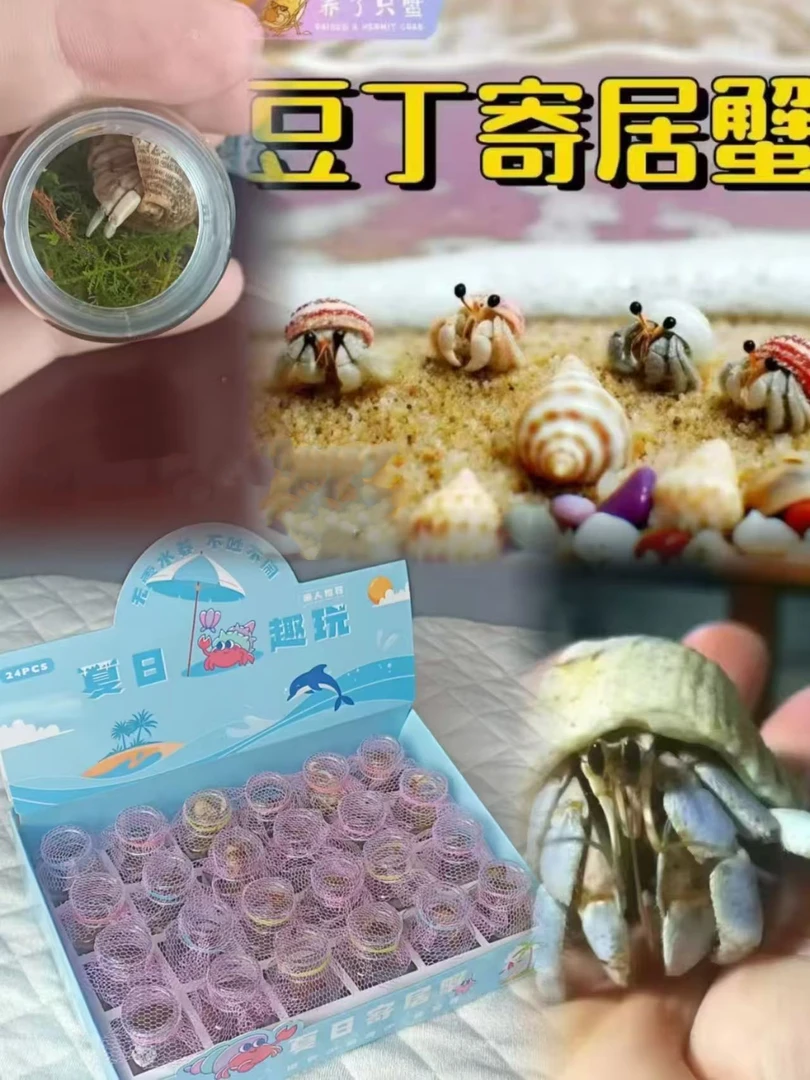 寄居蟹易活好养桌面小宠中小学生玩具