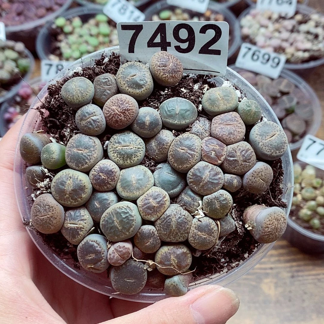 7492全窗紫薰啊啦啦