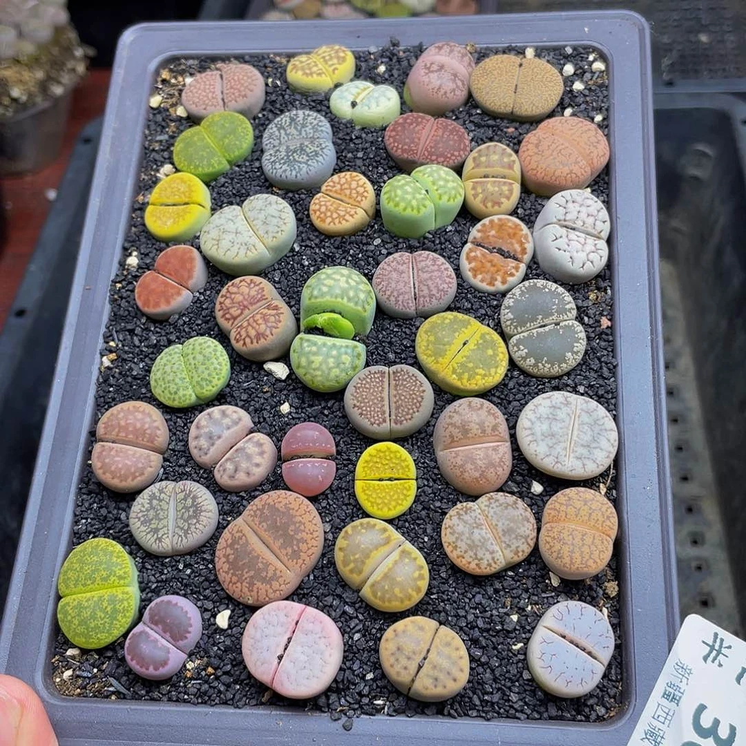 30600000000000花花花花花花花花花花