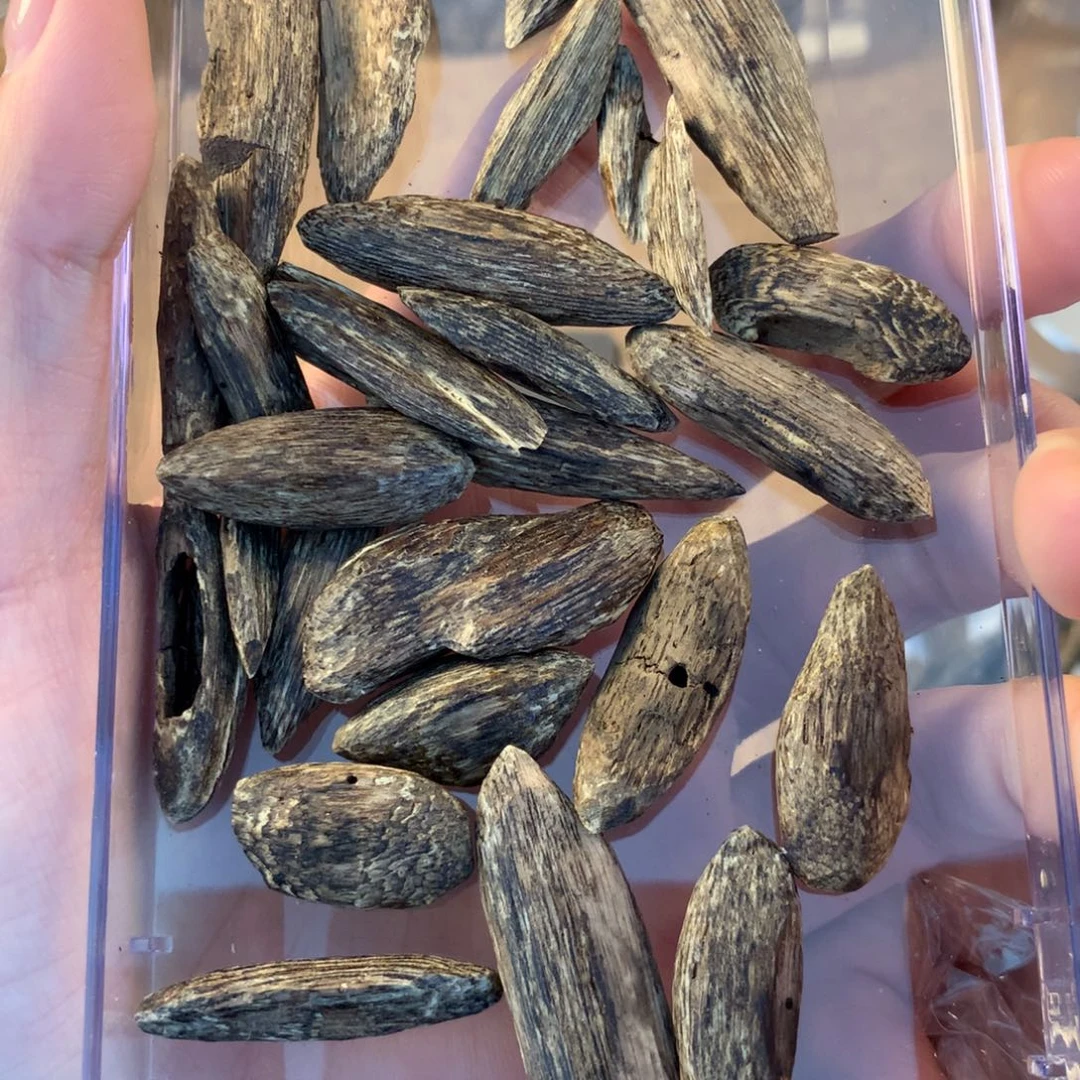 港瓜10克多样性发一