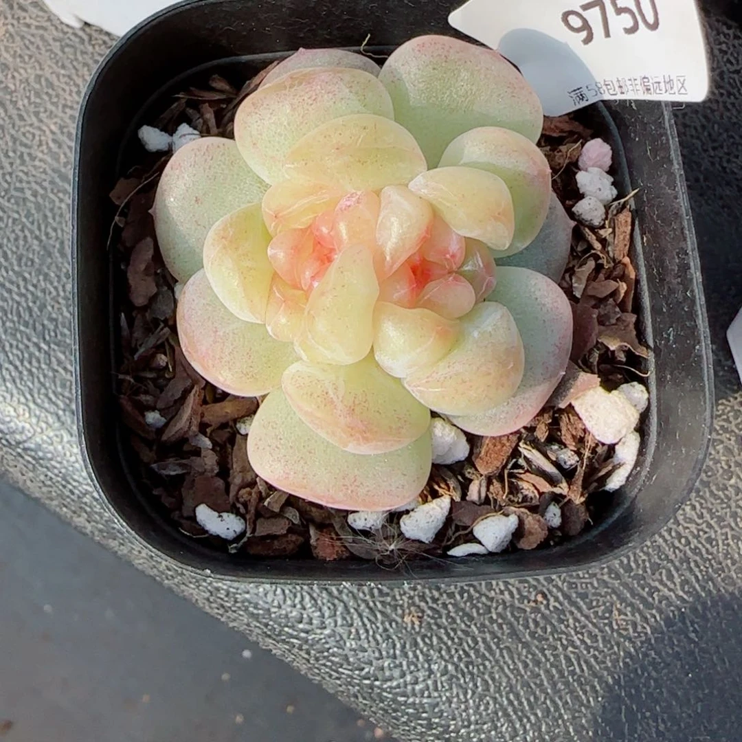 t***f甜柚，9750多肉植物