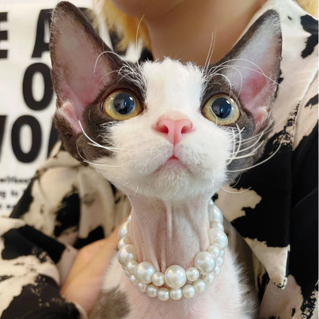 【Maoning】德文卷毛幼猫宠物活体幼体德文卷猫猫咪